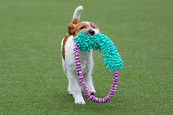 dogscraft hula mopp hundeleke