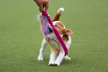 dogscraft hula unicorn hundeleke