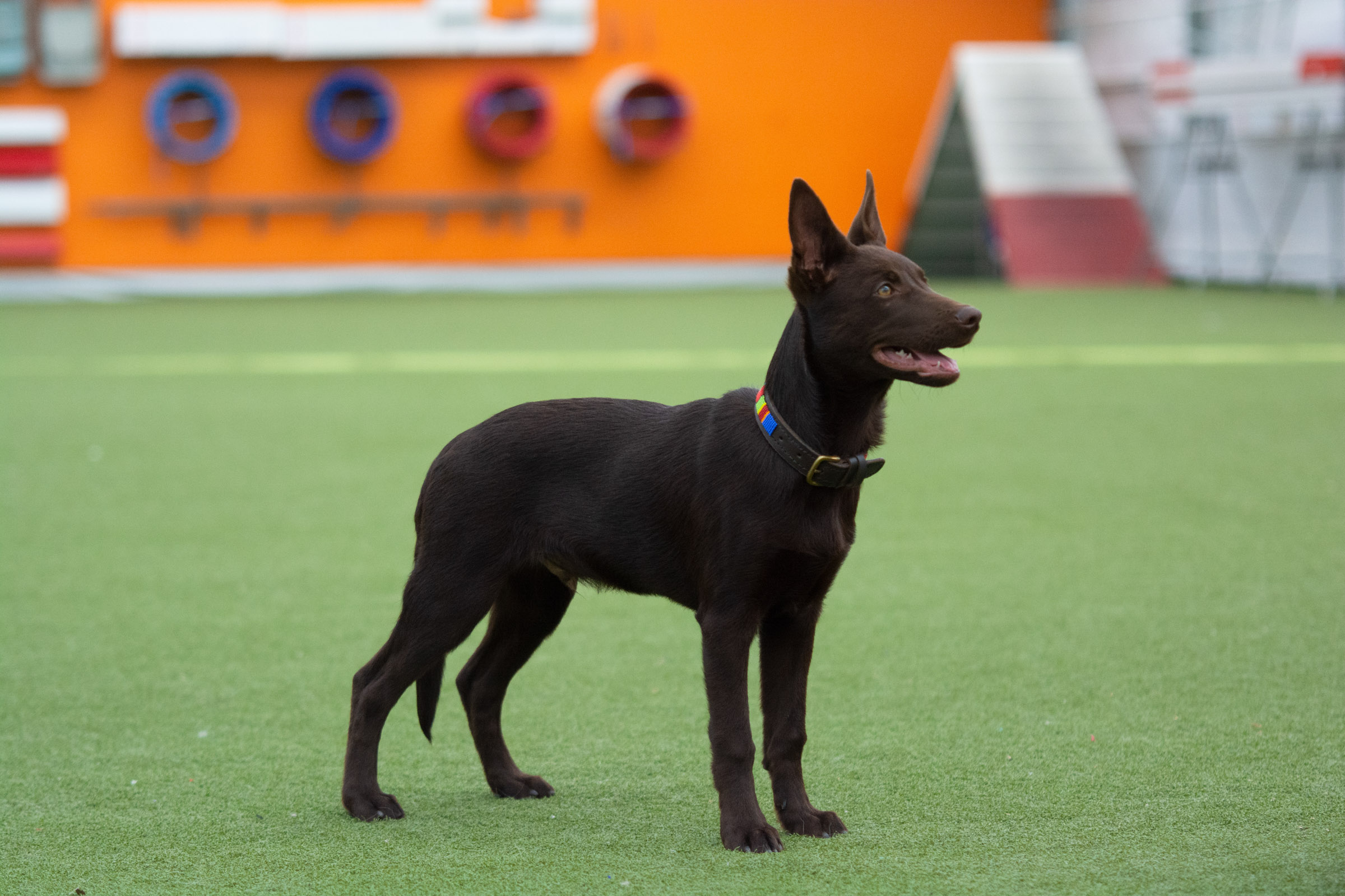 Bronsemerkekurs hund Drammen